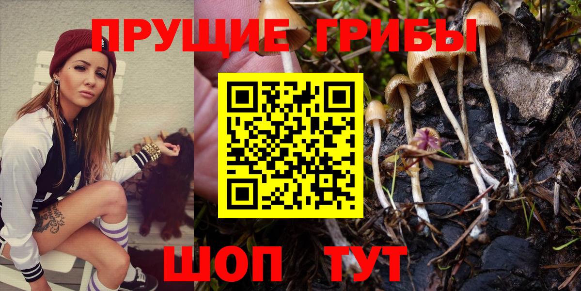 Псилоцибиновые грибы Psilocybe Красноперекопск